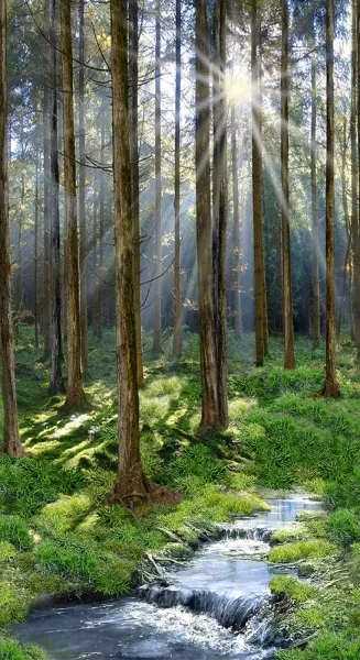 Panel "Morning Hike - Sunny Forest" von Timeless Treasures C8589
