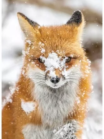 Panel "Call of the Wild - Fox" von Hoffman Fabrics